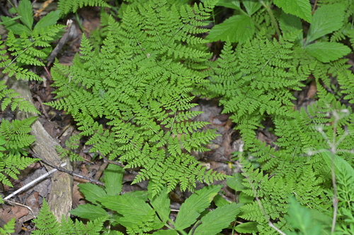 Dryopteris amurensis iNat (2)