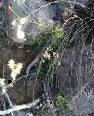 Senecio crassiusculus