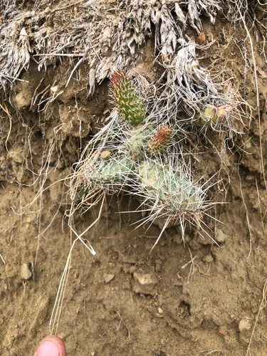 Plains Pricklypear