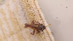 Cimbex quadrimaculatus