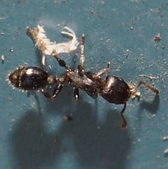 Temnothorax schaumii