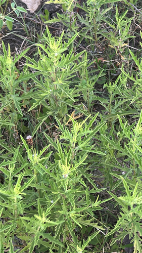 western ragweed