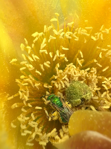 iNaturalist observation photo of Fine striped sweat bee