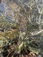 Foeniculum vulgare dulce