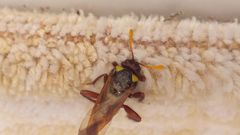 Cimbex quadrimaculatus