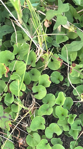 Carolina ponysfoot