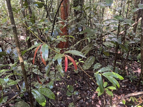 Brackenridgea nitida observed 2026-06-27