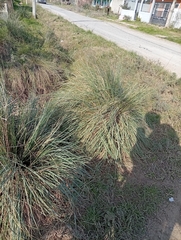 Paspalum quadrifarium