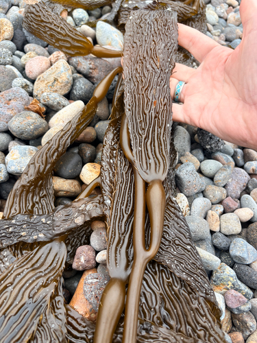 iNaturalist observation photo of Giant Kelp