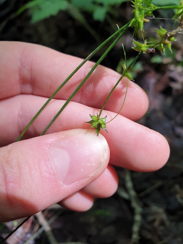 Carex rosea, photograph 4