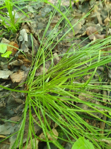 Carex rosea, photograph 5