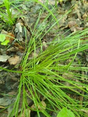 author not stated, no rights reserved Carex rosea, photograph author not stated, no rights reserved