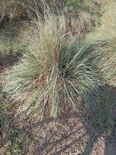 Paspalum quadrifarium, photograph 2