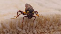 Cimbex quadrimaculatus