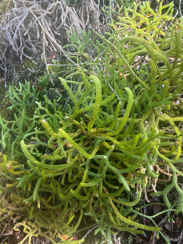 Lycopodium venustulum observed 2026-06-26