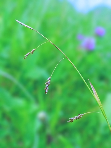 hair-like sedge