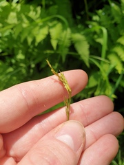 Carex bromoides, photograph author not stated, no rights reserved