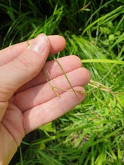 Carex bromoides, photograph author not stated, no rights reserved