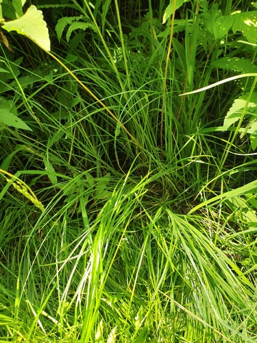 Carex bromoides, photograph 5