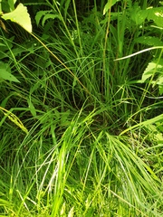 Carex bromoides, photograph author not stated, no rights reserved