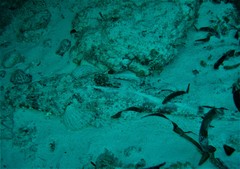 Papilloculiceps longiceps