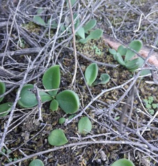 Tylecodon ventricosus