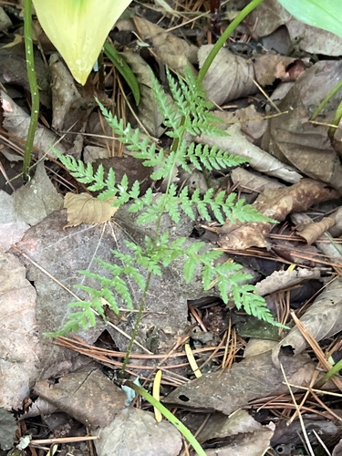 Athyrium spinulosum iNat (1)