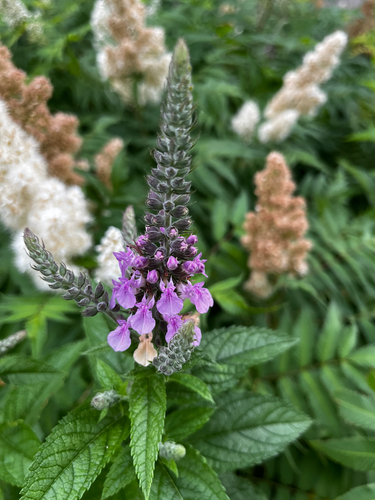 American germander