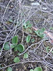 Tylecodon ventricosus