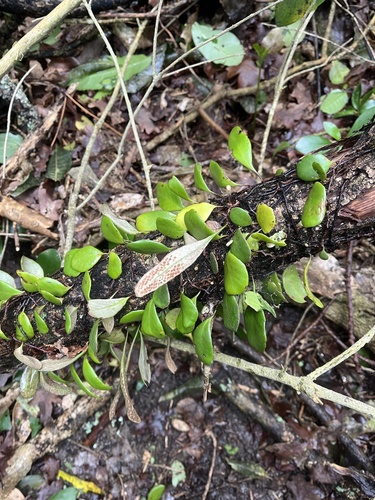 Leather-leaf fern