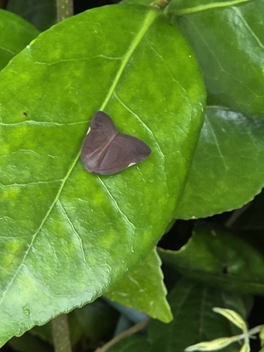 Pochazia shantungensis