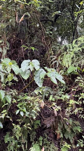 Begonia longifolia, photograph 6