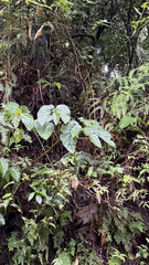 Begonia longifolia, photograph (c) Kiwi Shen, some rights reserved (CC BY)