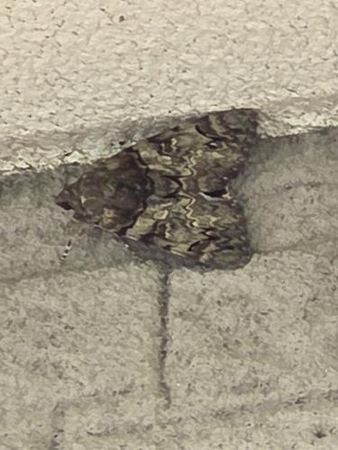 Catocala patala