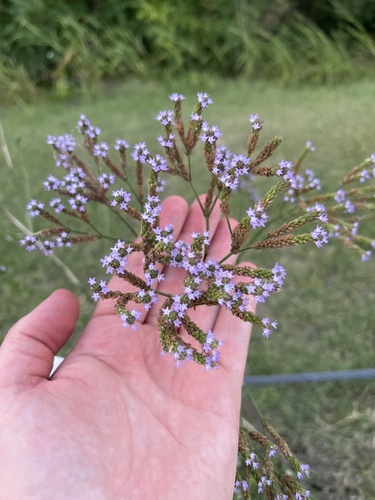 Brazilian Vervain