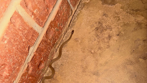 DeKay's Brownsnake