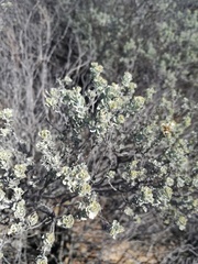 Pentzia dentata