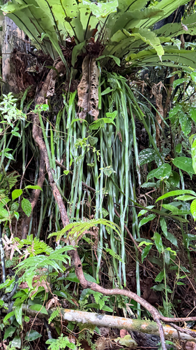 Haplopteris elongata