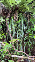 Haplopteris elongata