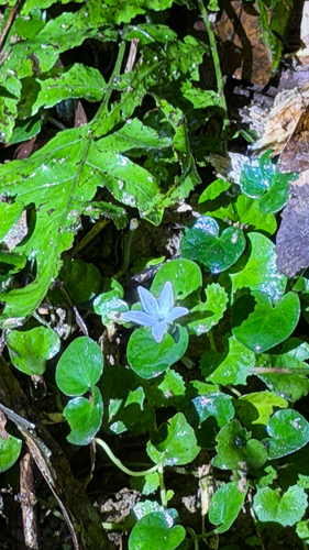 Geophila herbacea, photograph 5