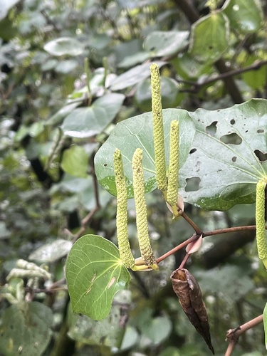 Kawakawa