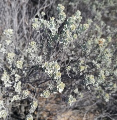 Pentzia dentata