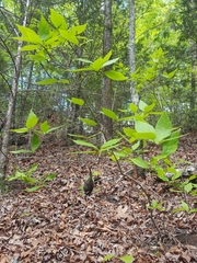 Calycanthus floridus