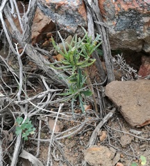 Senecio crassiusculus