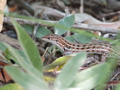 Psammodromus edwarsianus