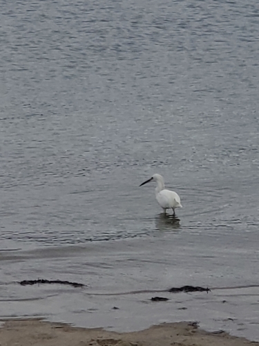 Snowy Egret