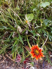 Gazania × splendens