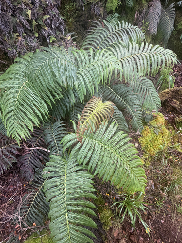 Sadleria pallida observed 2026-06-26