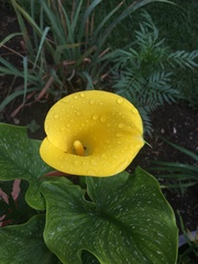 Zantedeschia elliottiana