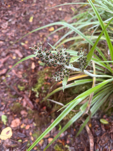 Astelia argyrocoma observed 2026-06-26
